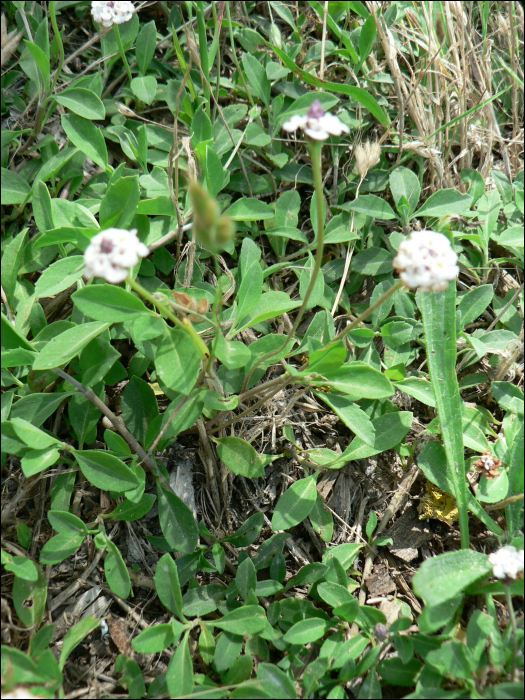 Lippia canescens