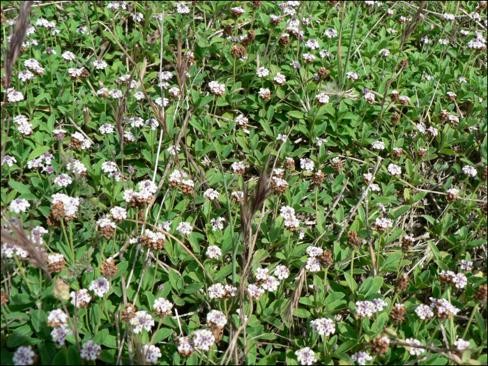 Lippia canescens