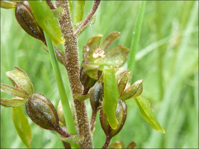 Listera ovata