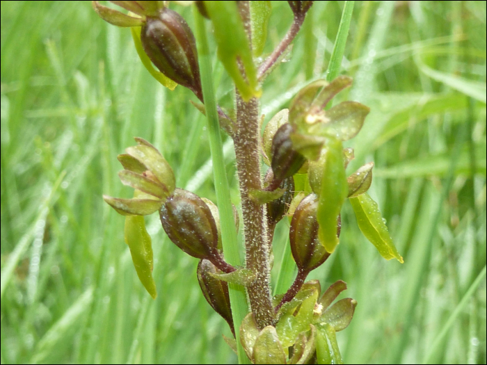 Listera ovata