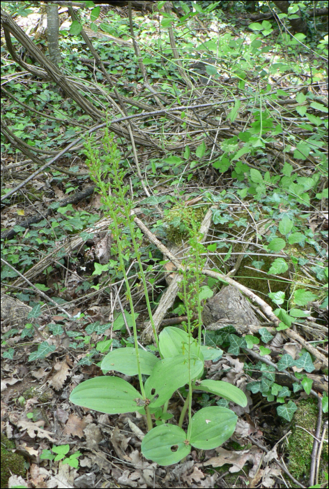 Listera ovata