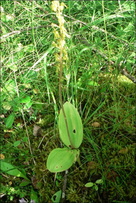 Listera ovata