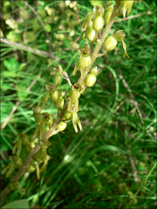 Listera ovata