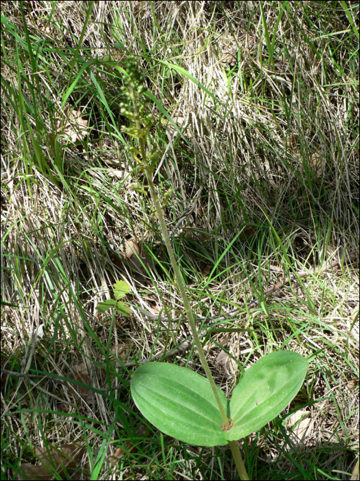 Listera ovata