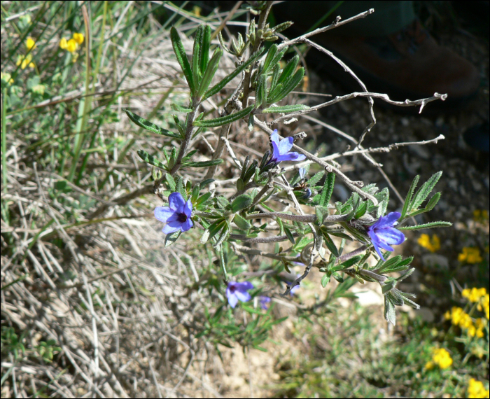 Lithodora fruticosa