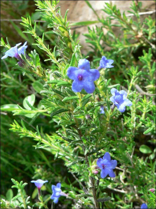 Lithodora fruticosa