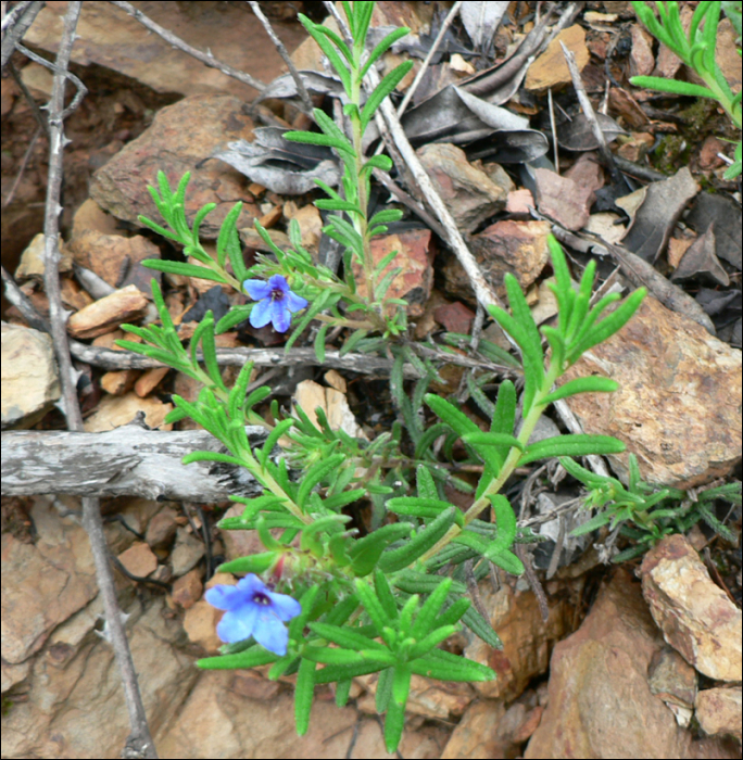 Lithodora fruticosa