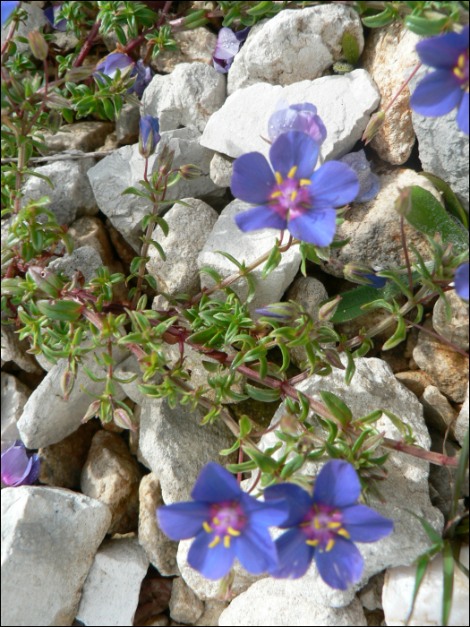 Lithodora fruticosa