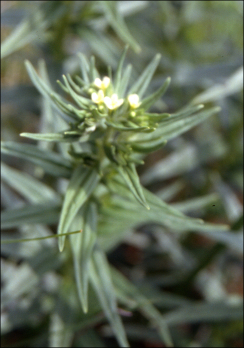 Lithospermum_officinale