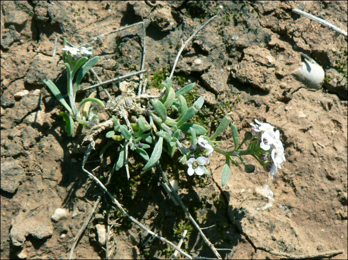 Lobularia maritima (=Alyssum maritimum)