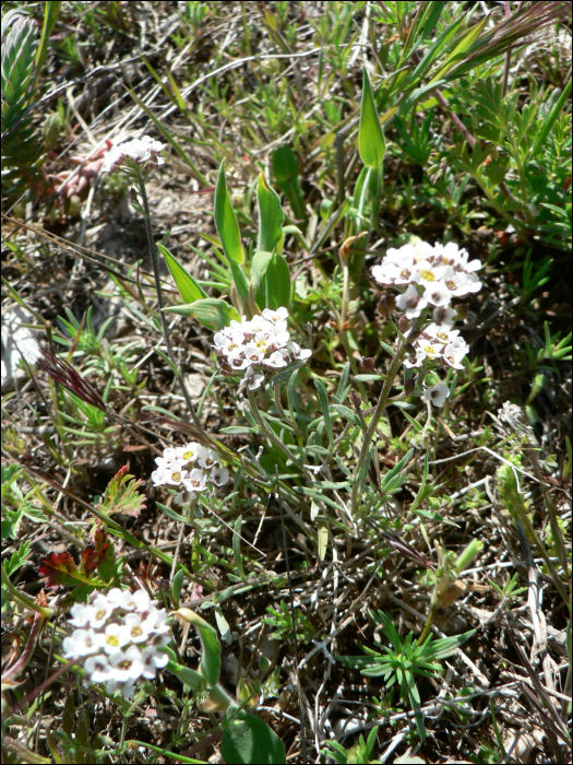 Lobularia maritima (=Alyssum maritimum)