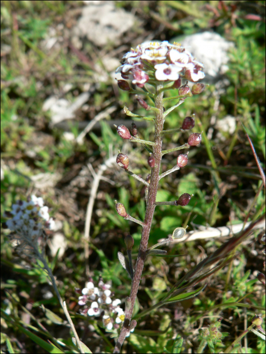 Lobularia maritima (=Alyssum maritimum)