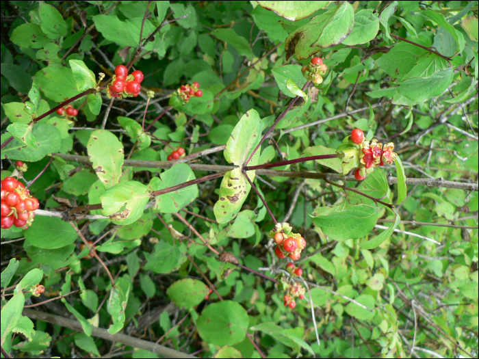 Lonicera etrusca Santi