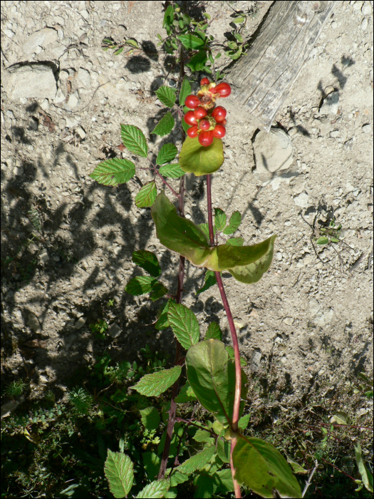 Lonicera etrusca Santi