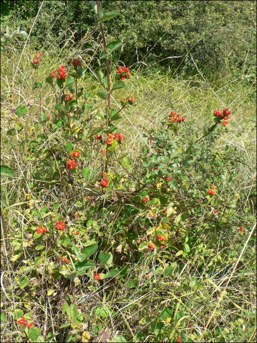 Lonicera etrusca Santi