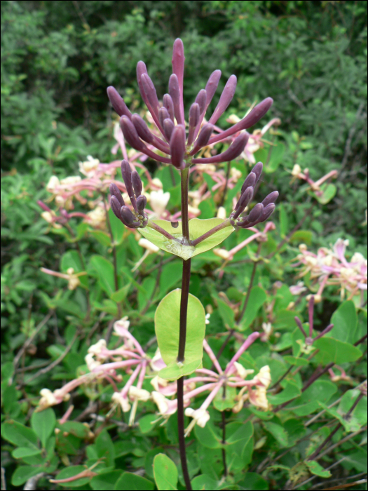 Lonicera etrusca Santi