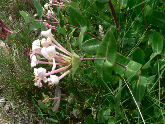 Lonicera implexa