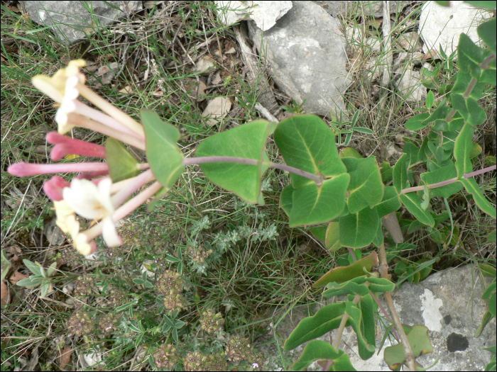 Lonicera implexa