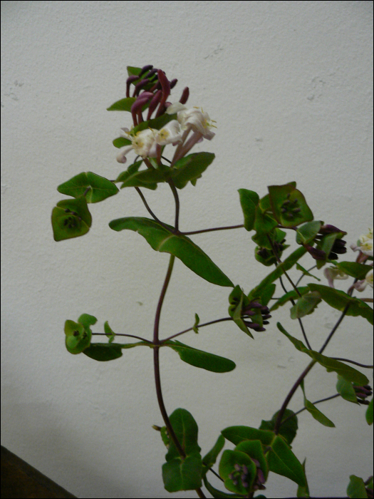 Lonicera implexa