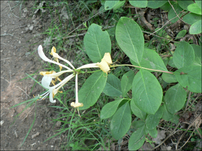 Lonicera xylosteum