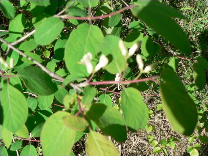 Lonicera xylosteum