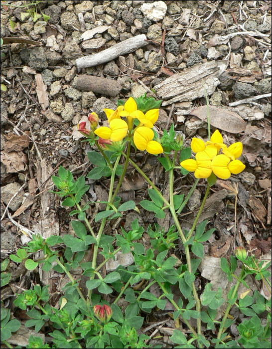 Lotus corniculatus L.