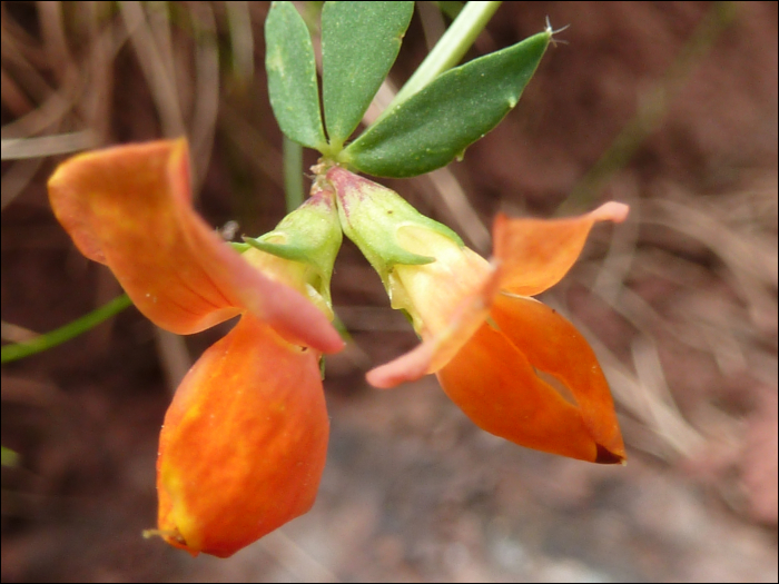 Lotus corniculatus L.