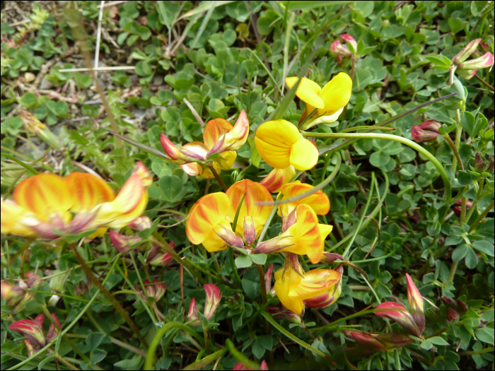 Lotus corniculatus L.