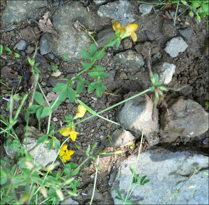 Lotus corniculatus L.