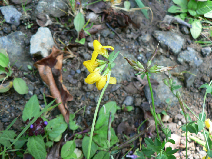 Lotus corniculatus L.