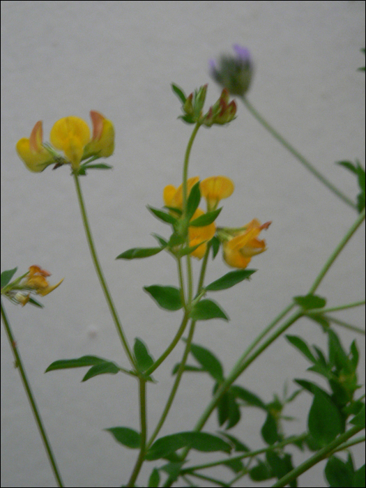 Lotus corniculatus L.