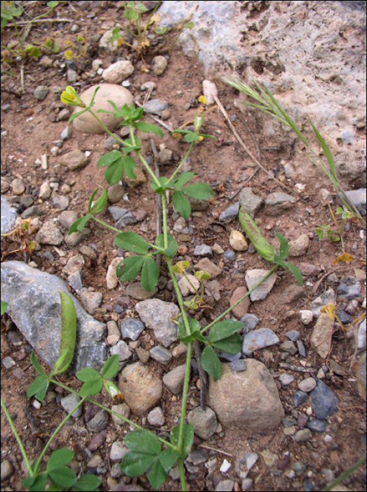 Lotus edulis