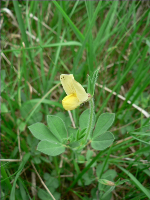 Lotus maritimus L. (=Tetragonolobus siliquosus)