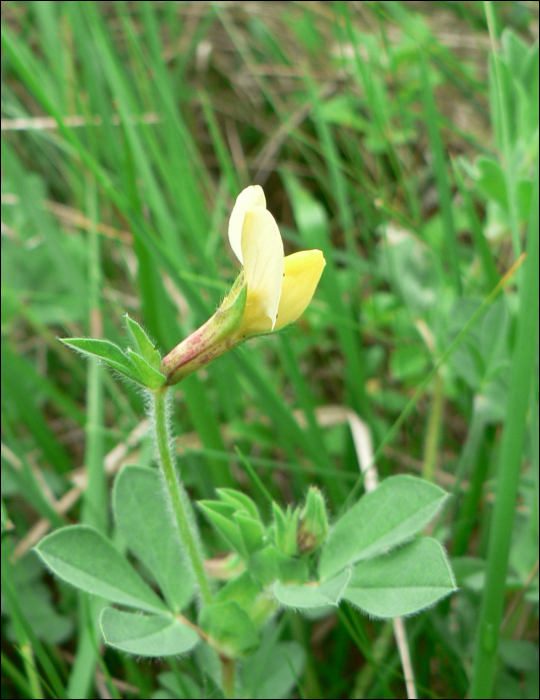 Lotus maritimus L. (=Tetragonolobus siliquosus)