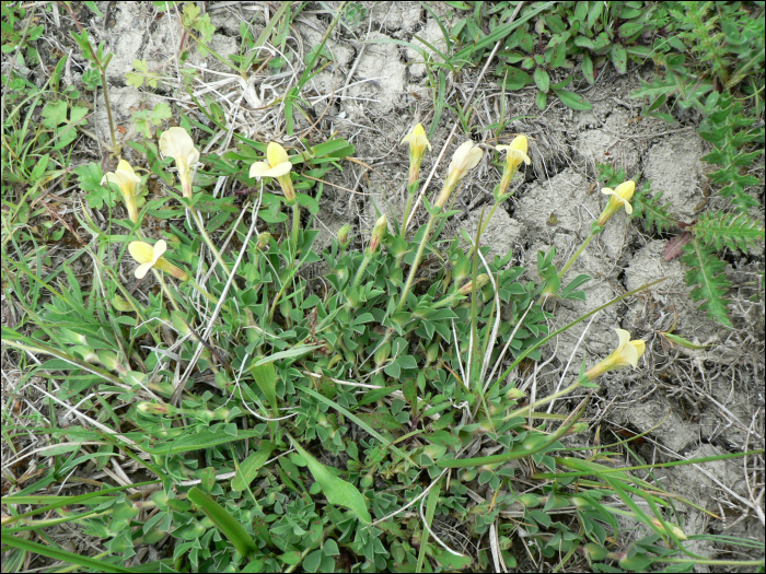 Lotus maritimus L. (=Tetragonolobus siliquosus)