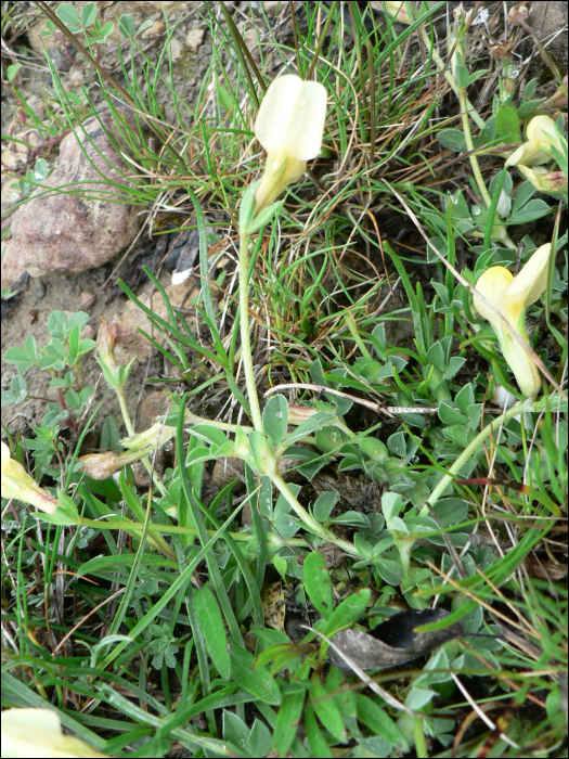 Lotus maritimus L. (=Tetragonolobus siliquosus)