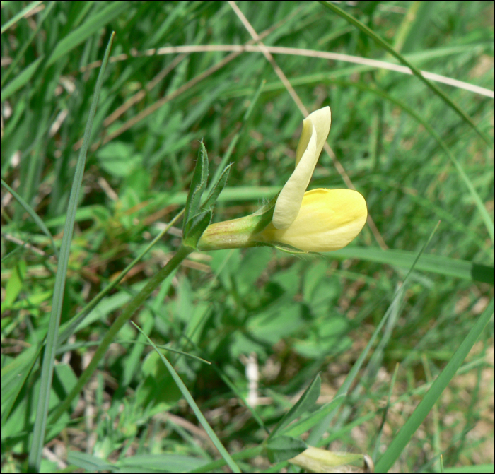 Lotus maritimus L. (=Tetragonolobus siliquosus)