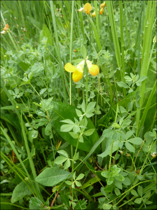 Lotus pendunculatus Cav Lotus uliginosus Schk.