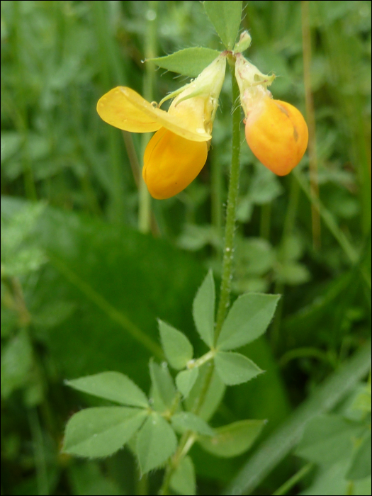 Lotus pendunculatus Cav Lotus uliginosus Schk.