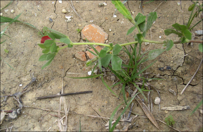 Lotus tetragonolobus L. (=Tetragonolobus purpureus)