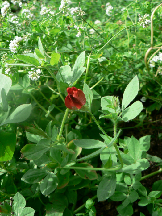 Lotus tetragonolobus L. (=Tetragonolobus purpureus)