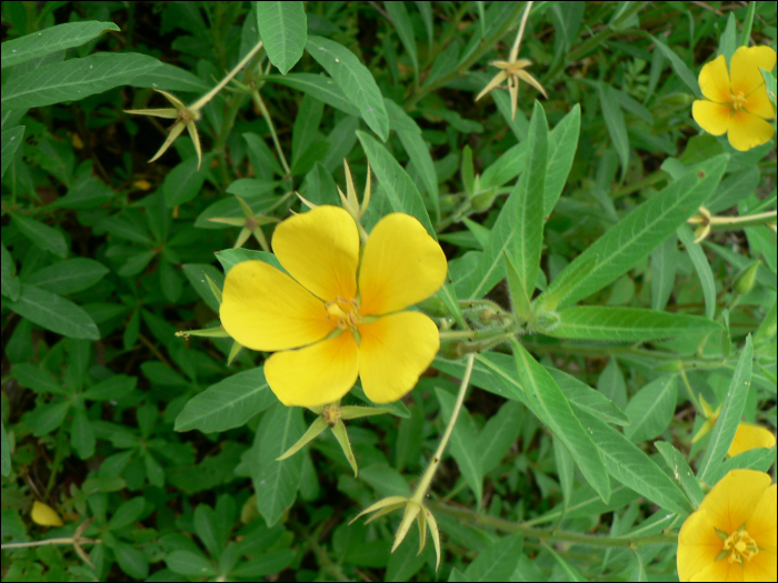 Ludwigia peploides et L. grandiflora