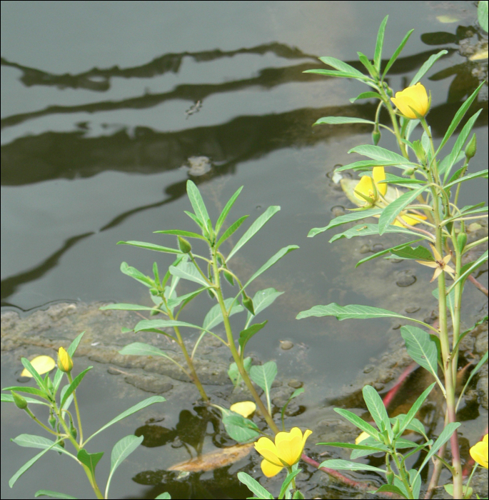 Ludwigia peploides et L. grandiflora