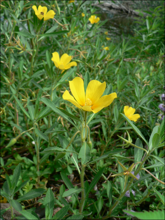 Ludwigia peploides et L. grandiflora