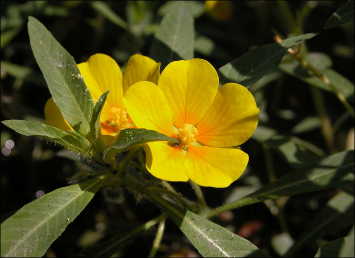 Ludwigia peploides et L. grandiflora