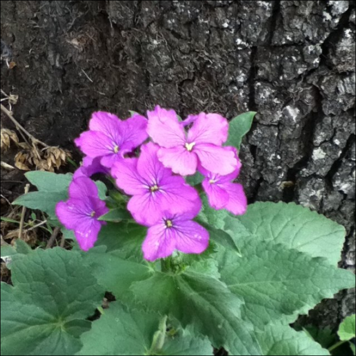 Lunaria annua L.