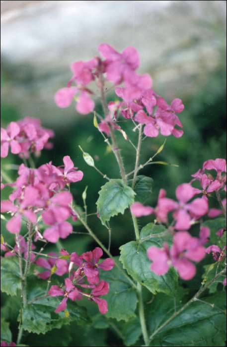 Lunaria annua L.