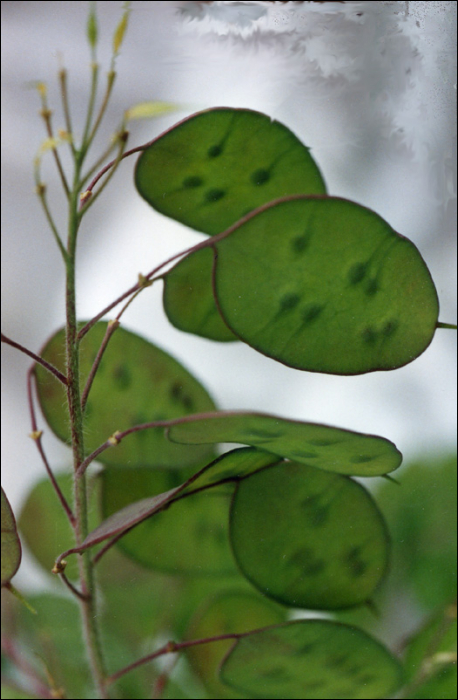 Lunaria annua L.