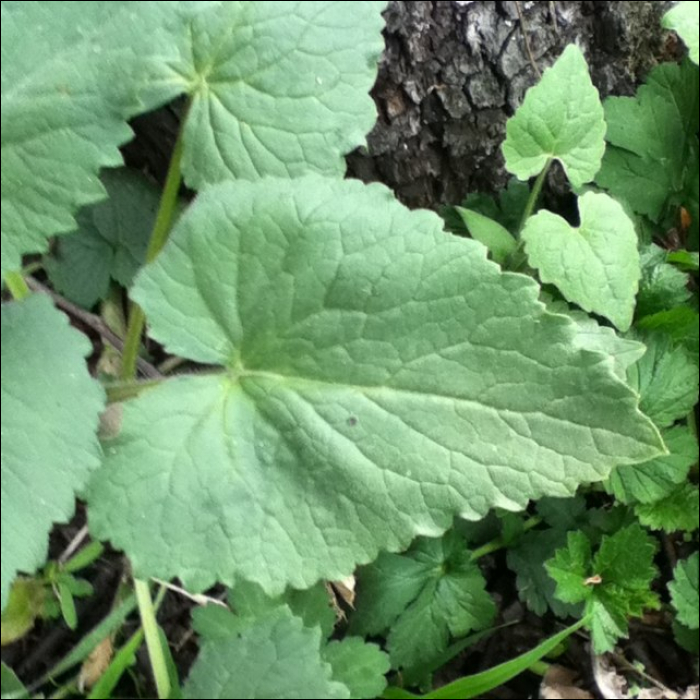 Lunaria annua L.