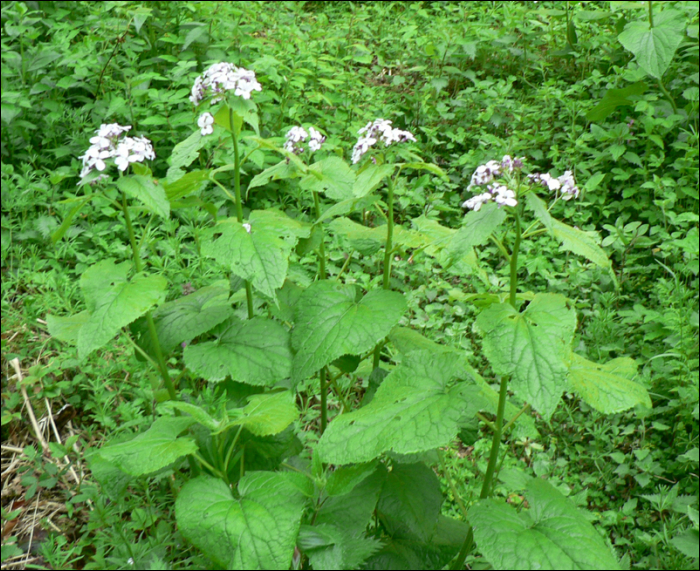 Lunaria rediviva